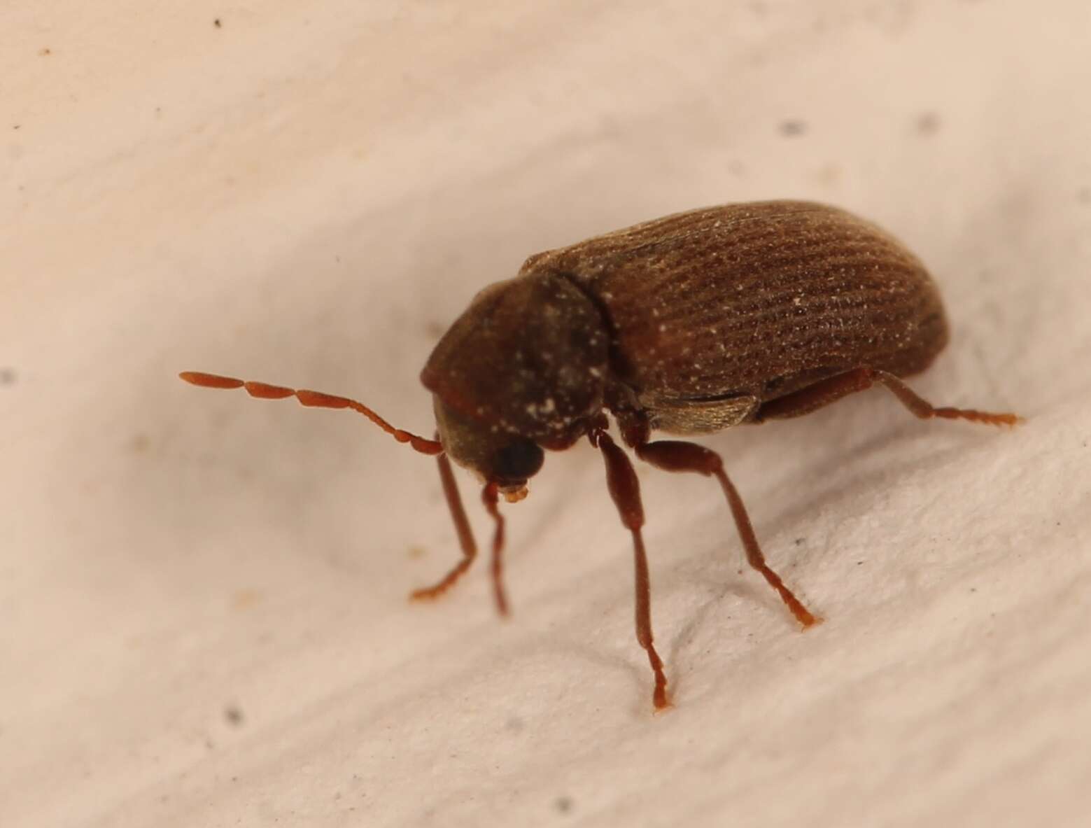 Image of furniture beetle