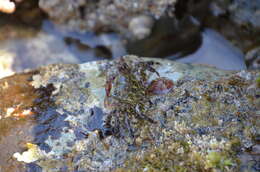 Image of striped shore crab