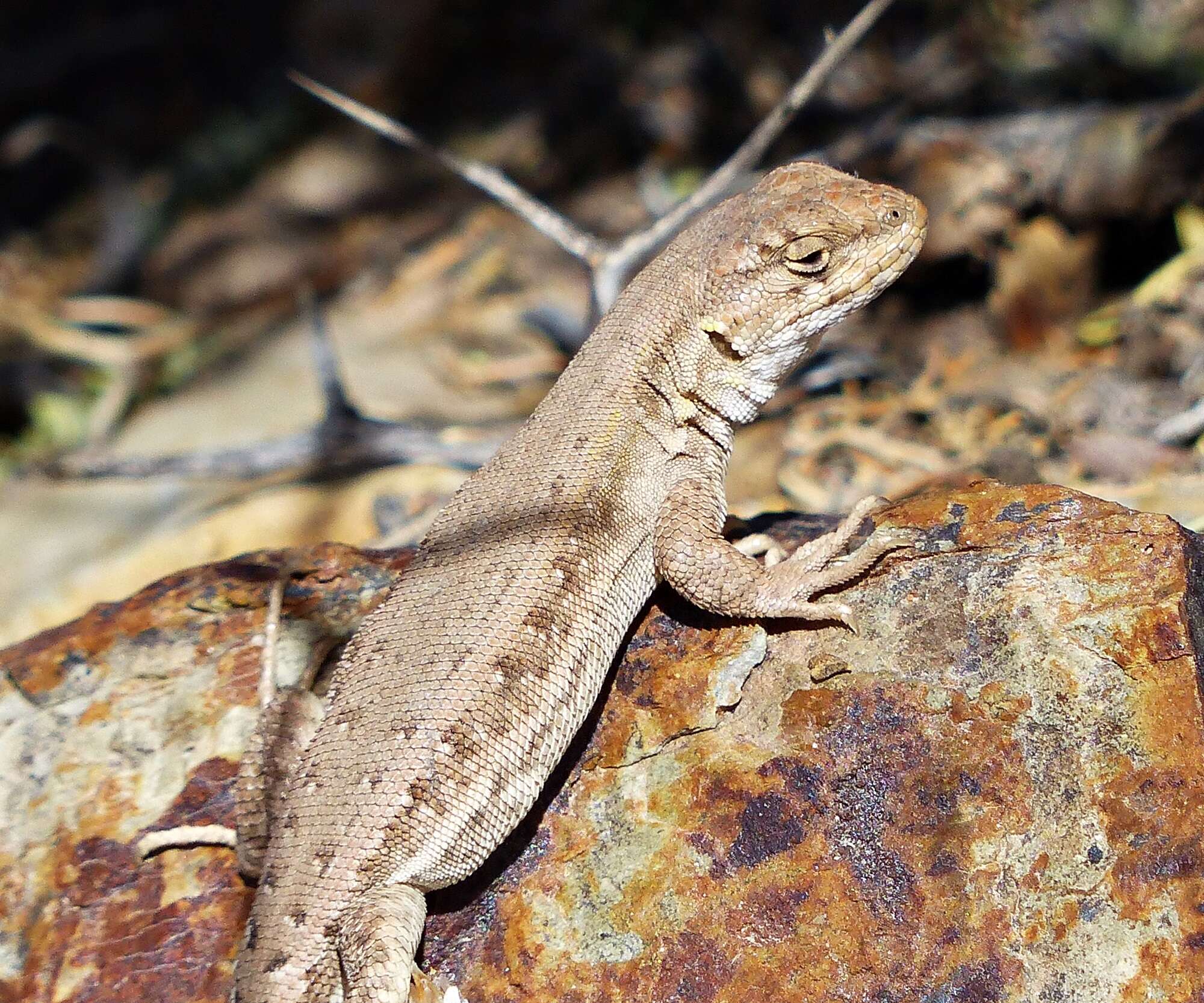 Image de Liolaemus ornatus Koslowsky 1898