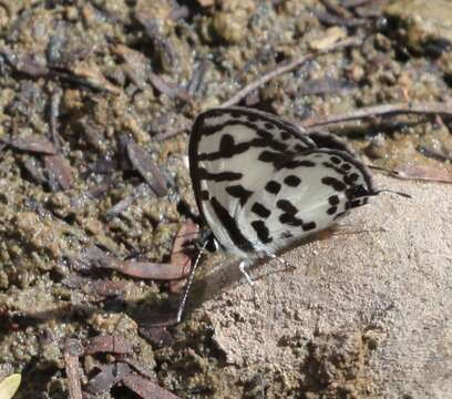 صورة Tuxentius calice (Hopffer 1855)