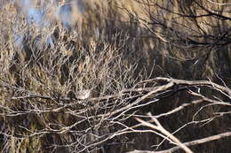 Image of Slaty-backed Thornbill