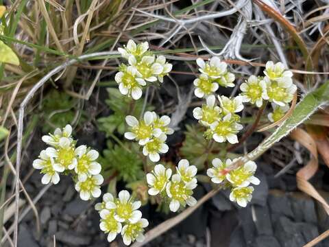 Sivun Saxifraga magellanica Poir. kuva