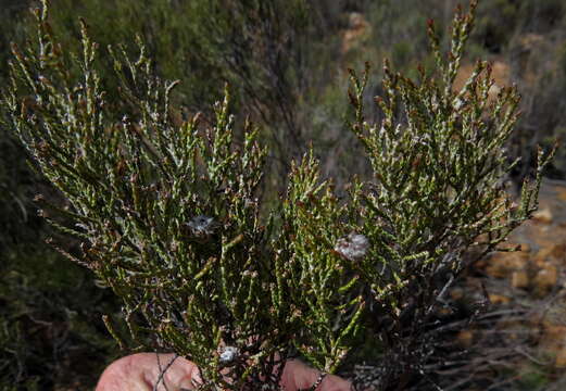 Слика од Elytropappus rhinocerotis (L. fil.) Less.