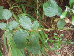 Rubus cochinchinensis Tratt. resmi