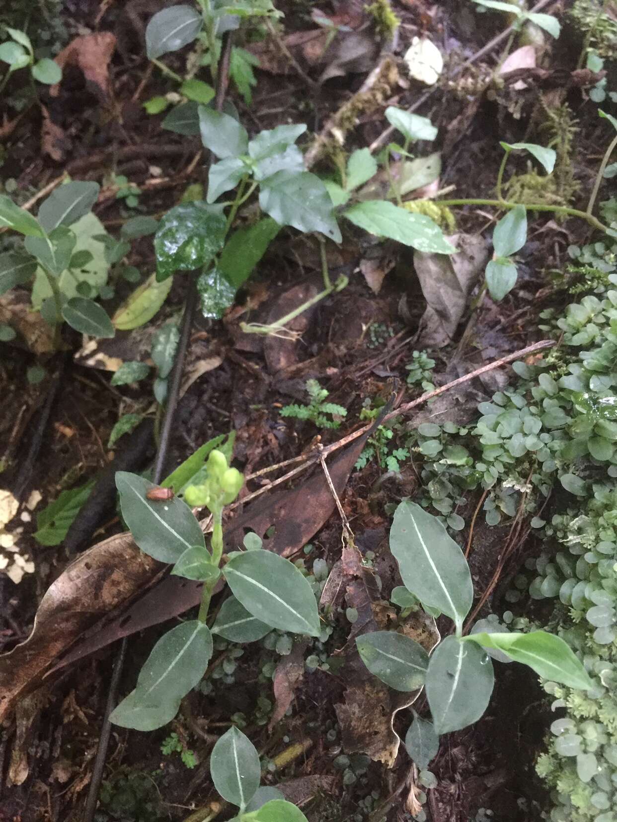 Odontochilus lanceolatus (Lindl.) Blume resmi