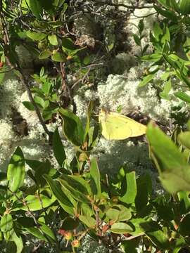 Colias interior Scudder 1862的圖片