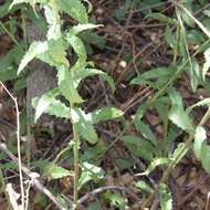 Imagem de Dieteria asteroides var. asteroides