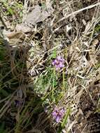 Image of Englemann's milkvetch