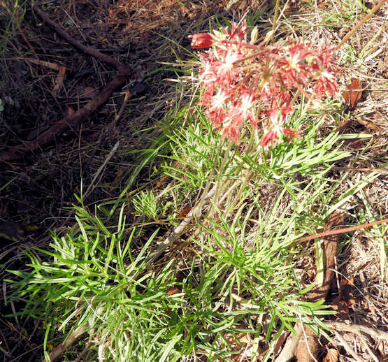 Image of Pelargonium caffrum (Eckl. & Zeyh.) Steud.