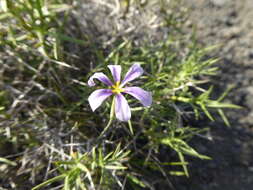 Image of Solenomelus segethi (Phil.) Kuntze