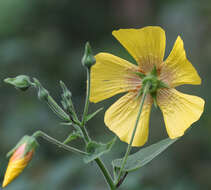 Image of Abutilon persicum (Burm. fil.) Merr.