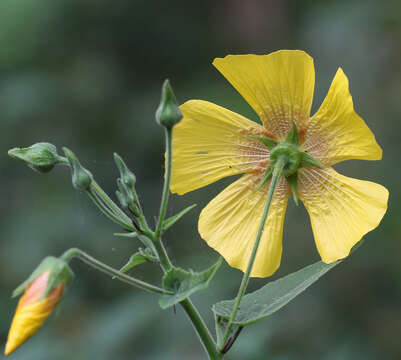 Imagem de Abutilon persicum (Burm. fil.) Merr.