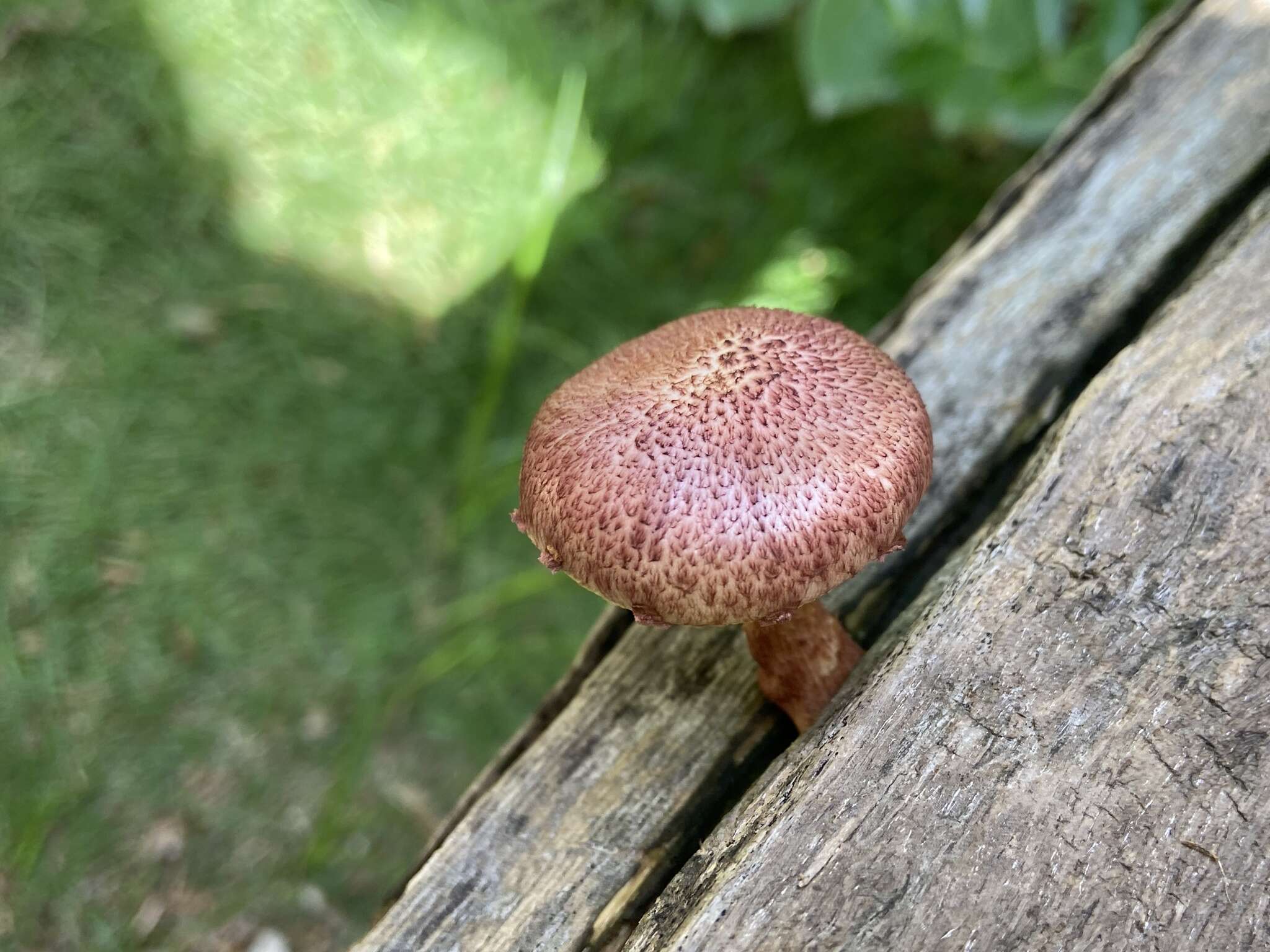 Image of Gymnopilus dilepis (Berk. & Broome) Singer 1951