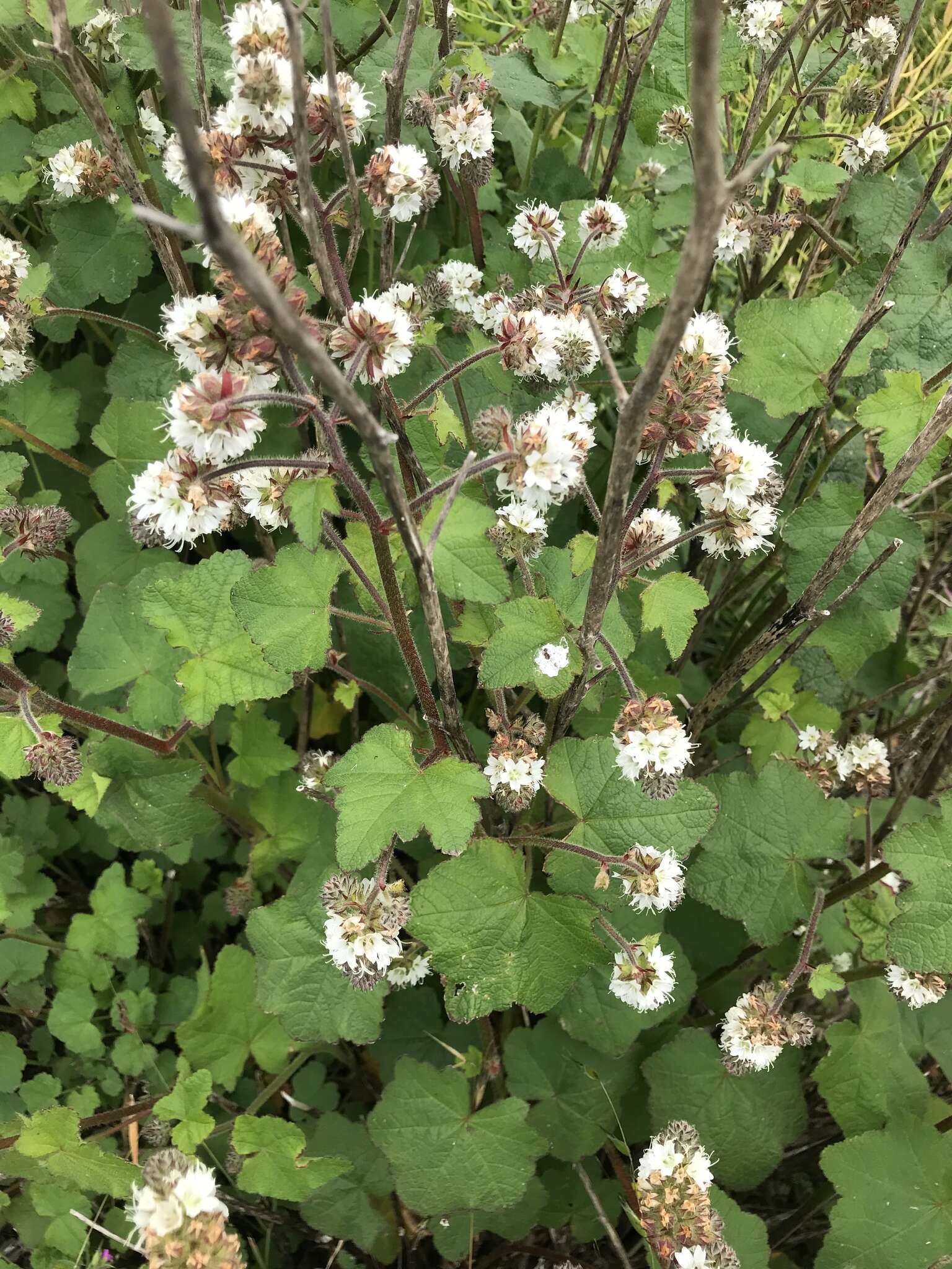 Sivun Sidalcea malachroides (Hook. & Arn.) Gray kuva