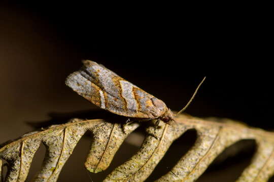 Image of Ecclitica torogramma