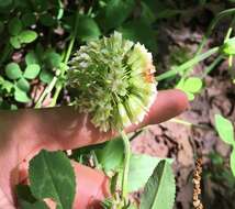 Image of buffalo clover