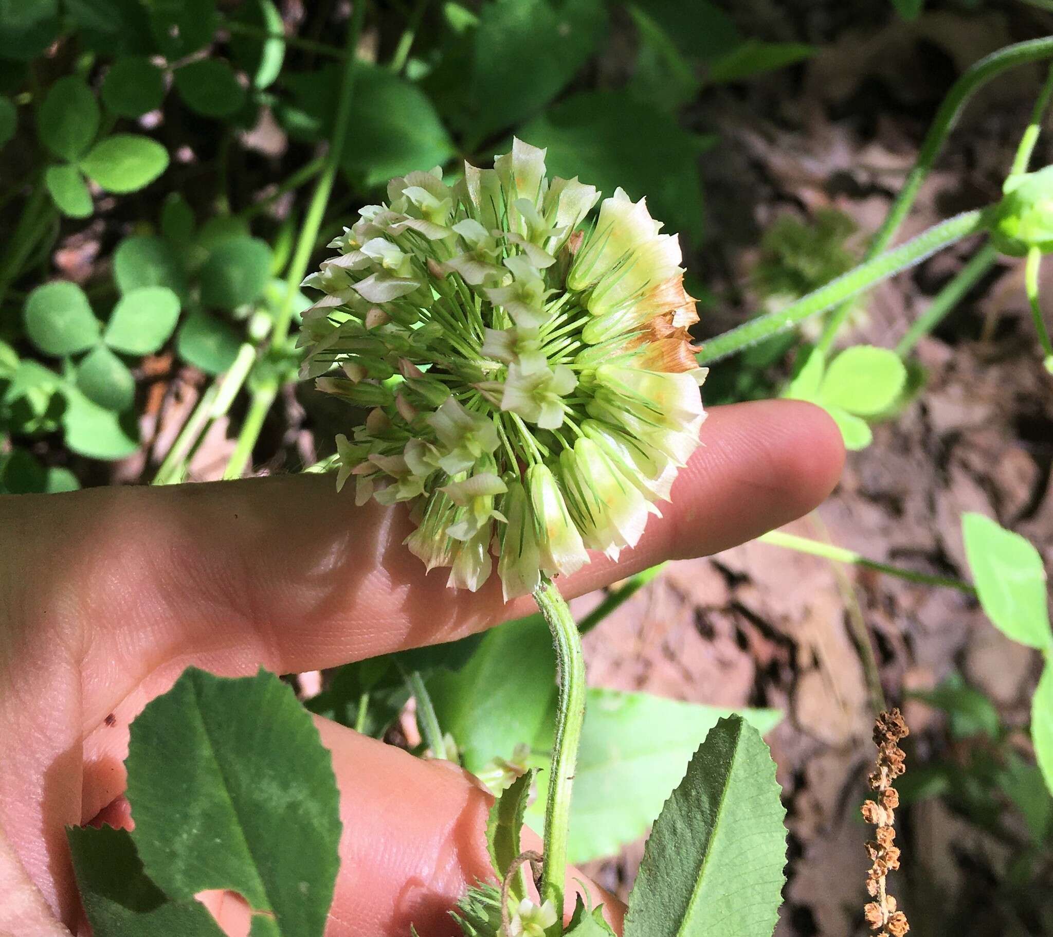 Sivun Trifolium reflexum L. kuva