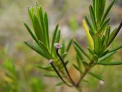 Image of Linochilus frontinensis