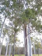 صورة Eucalyptus tereticornis subsp. tereticornis