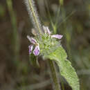 Stachys cretica subsp. smyrnaea Rech. fil. resmi