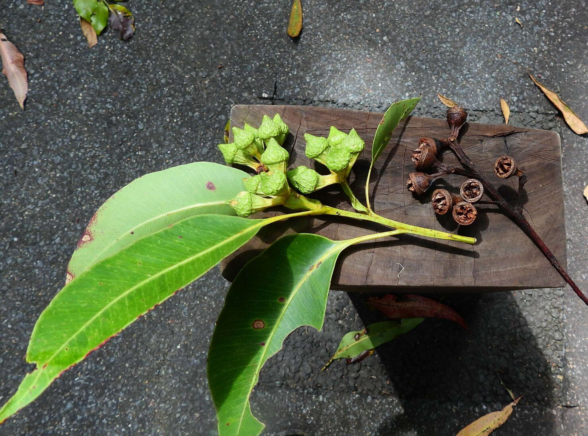 Eucalyptus pellita F. Müll. resmi