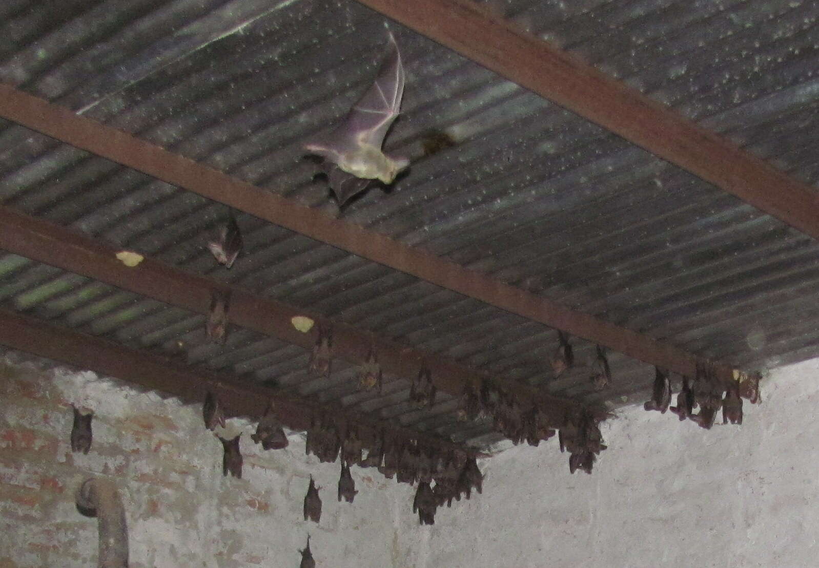 Image of Greater False Vampire Bat