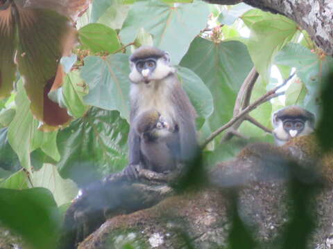 Cercopithecus ascanius (Audebert 1799) resmi