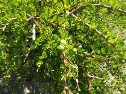 Image of Jatropha oaxacana J. Jiménez Ram. & R. Torres