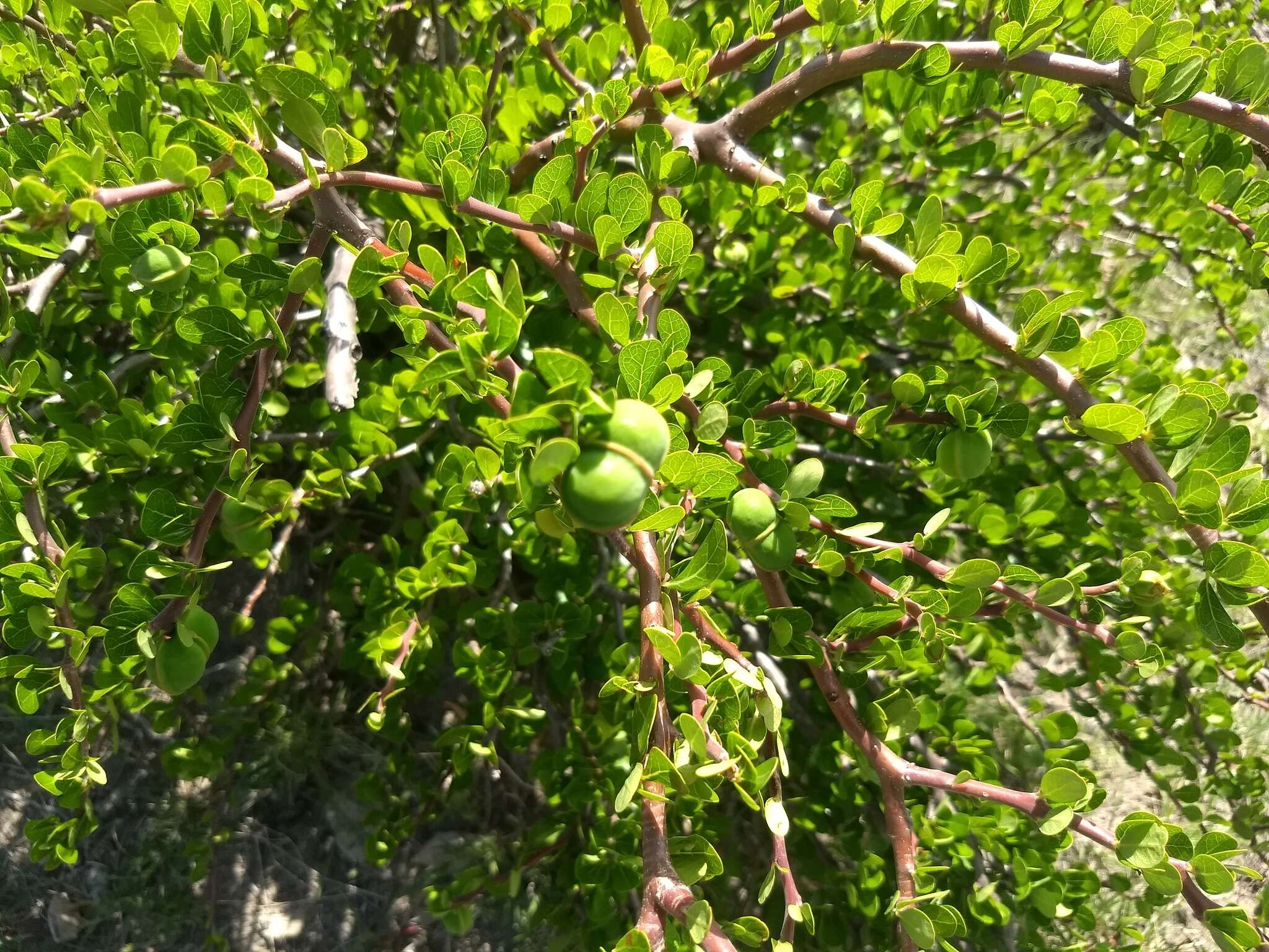 Image of Jatropha oaxacana J. Jiménez Ram. & R. Torres