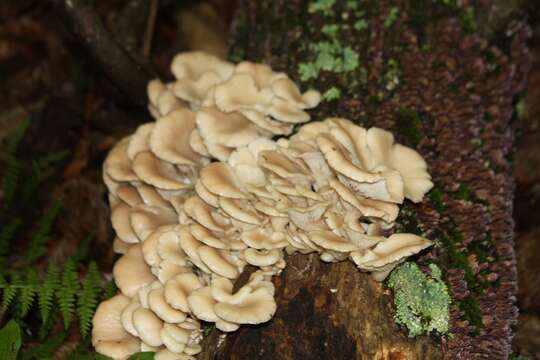 Image of Pleurotus pulmonarius (Fr.) Quél. 1872