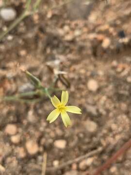 Image of Launaea rarifolia (Oliv. & Hiern) Boulos