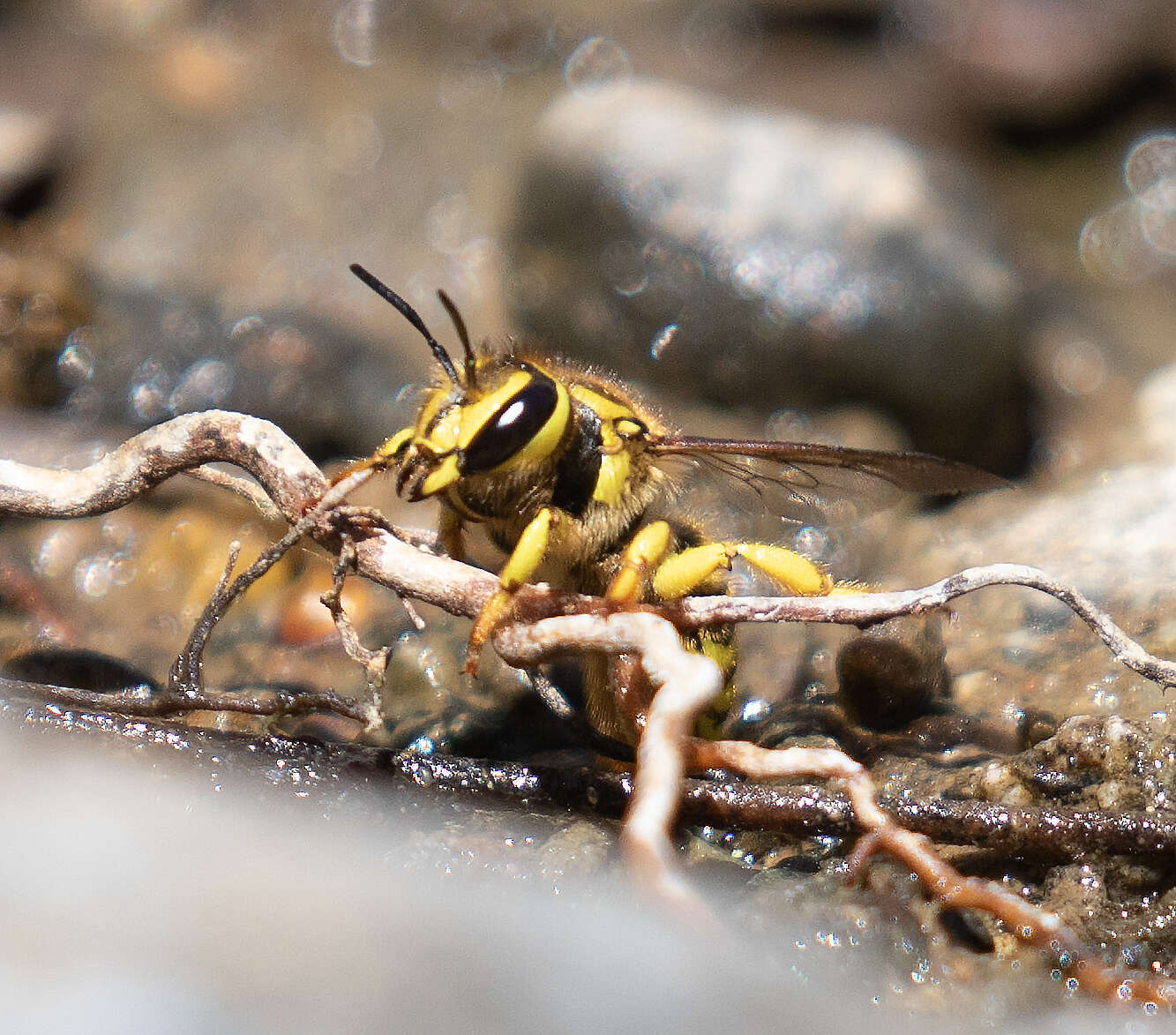 Imagem de Anthidium illustre Cresson 1879