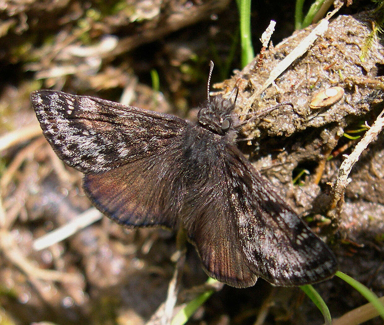 Image of Erynnis pacuvius lilius Dyar 1904