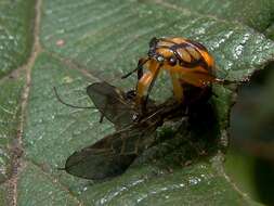 Image of Podisus Herrich-Schaeffer 1851