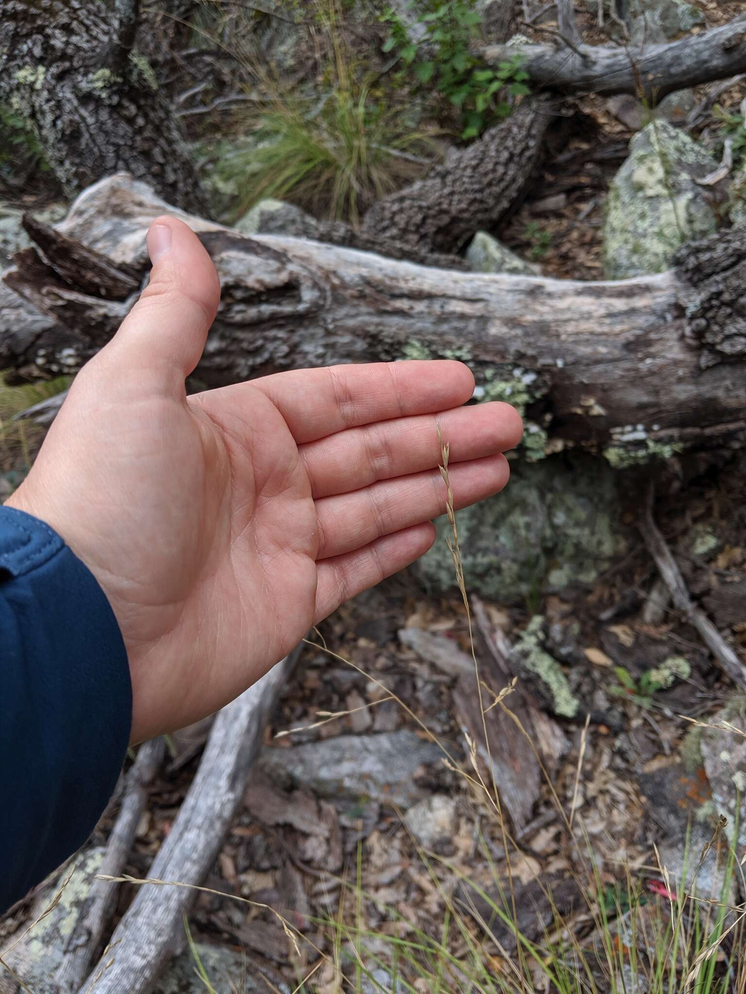 Image of Guadalupe fescue