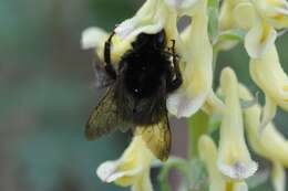 Image of Bombus ignitus Smith 1869