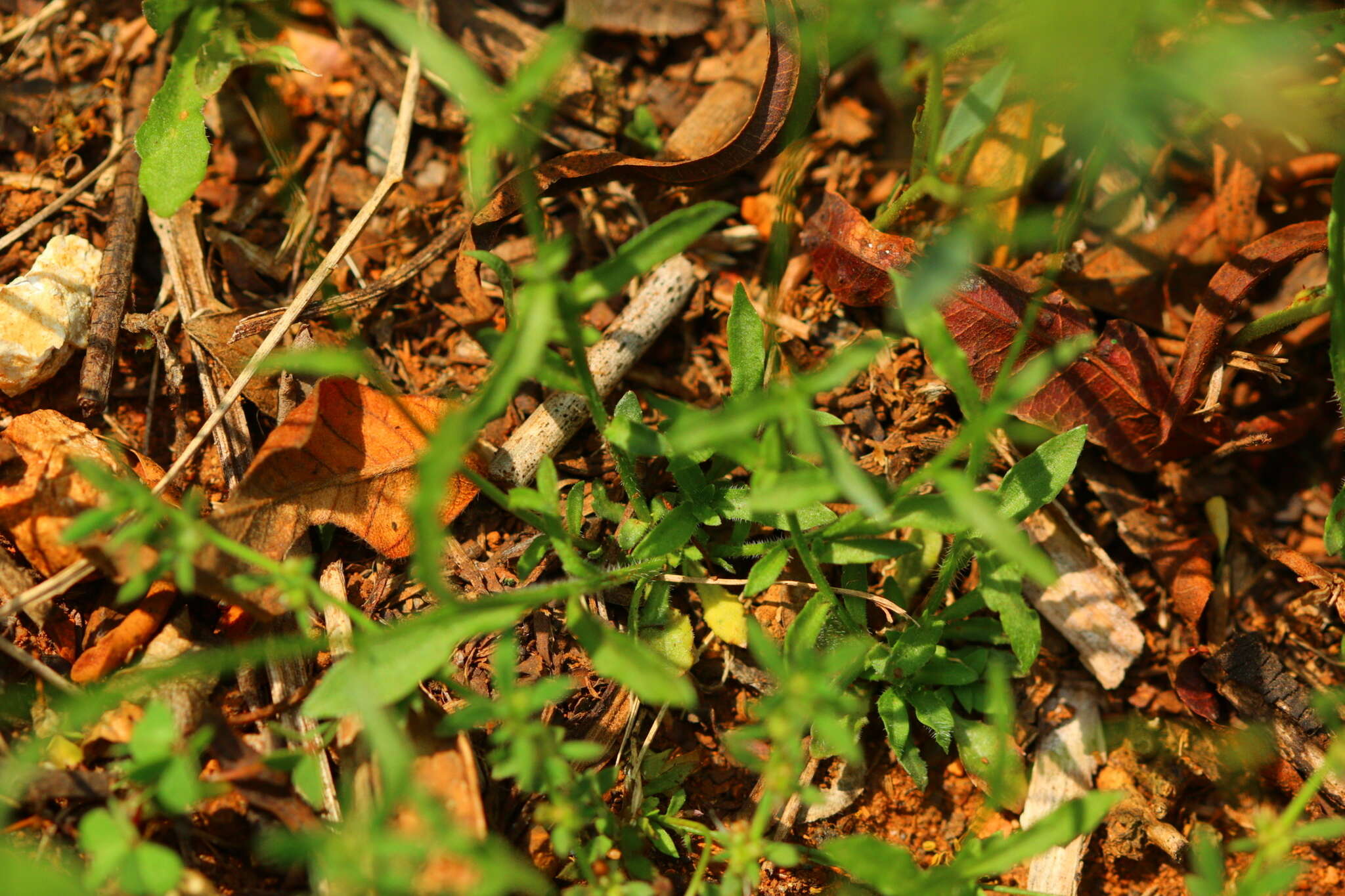 صورة Wahlenbergia undulata (L. fil.) A. DC.