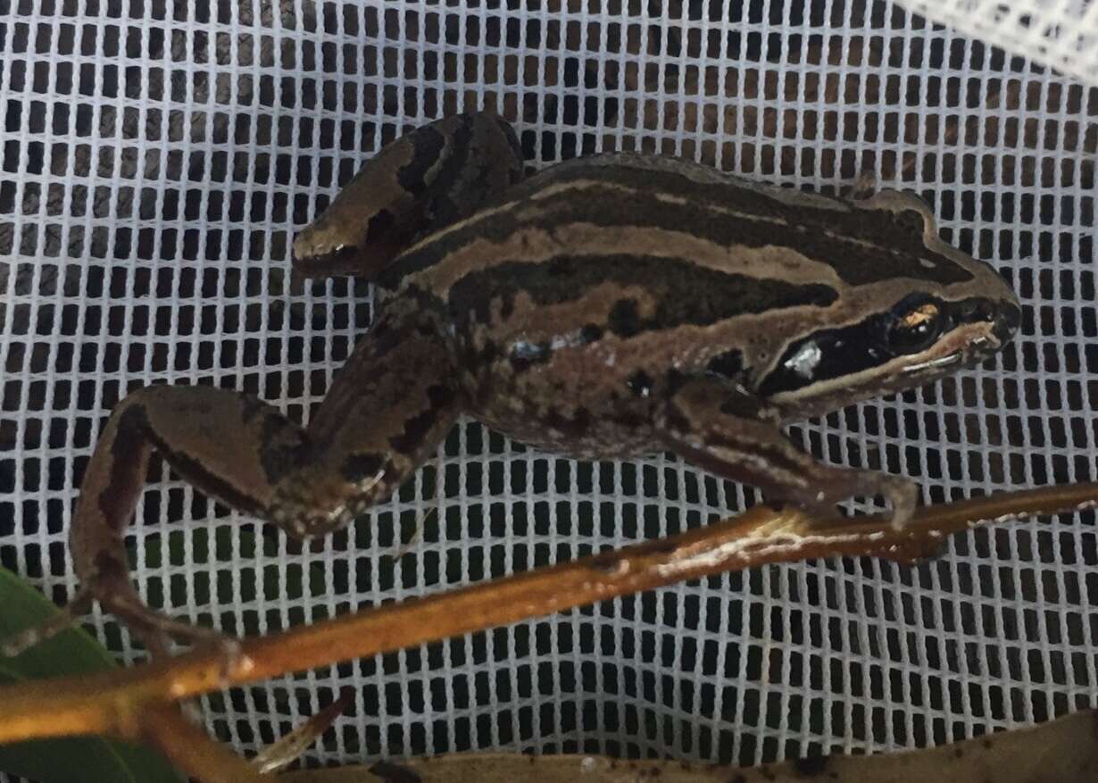 Image of Brown Frog