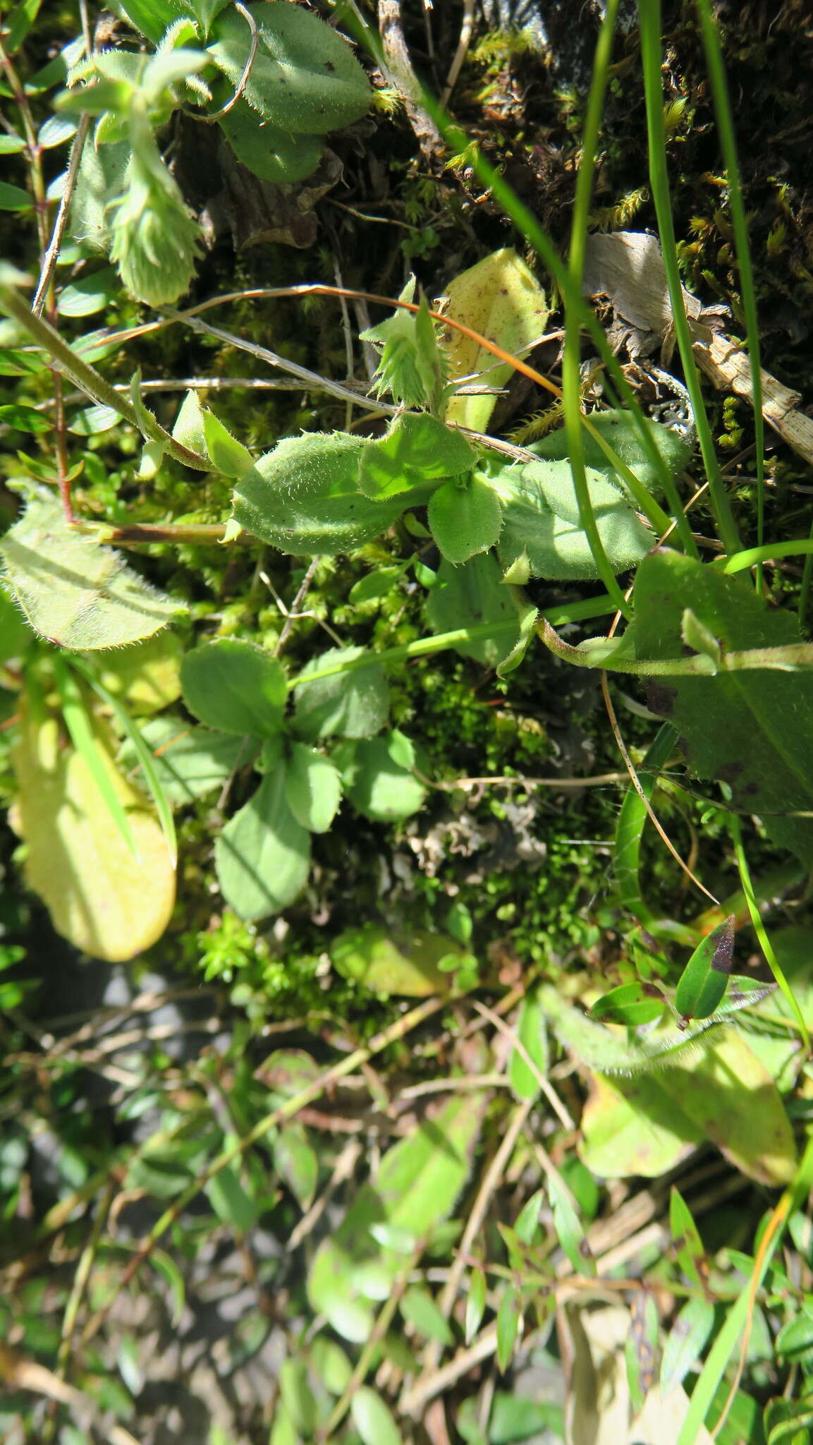 Plancia ëd Celmisia glandulosa var. latifolia Cockayne