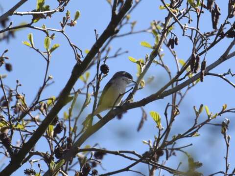 Image of Lesser Whitethroat