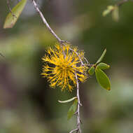 Sivun Asteromyrtus symphyocarpa (F. Müll.) L. A. Craven kuva