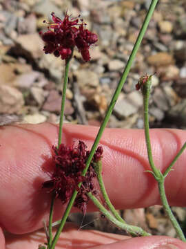 Image of Chisos Mountain buckwheat