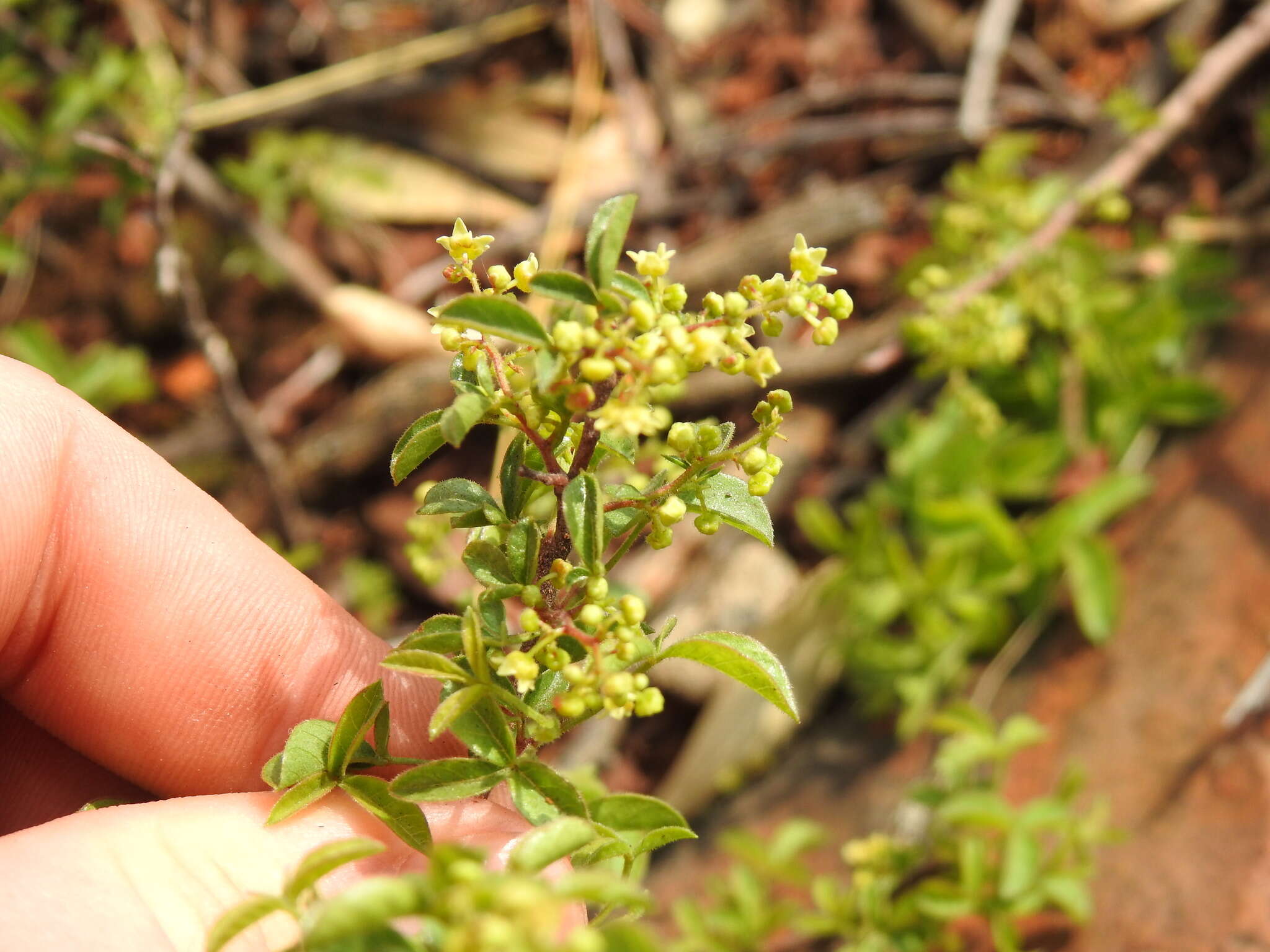 Image of Searsia rigida (Mill.) F. A. Barkley