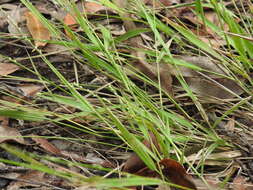 Image of spreading panicgrass