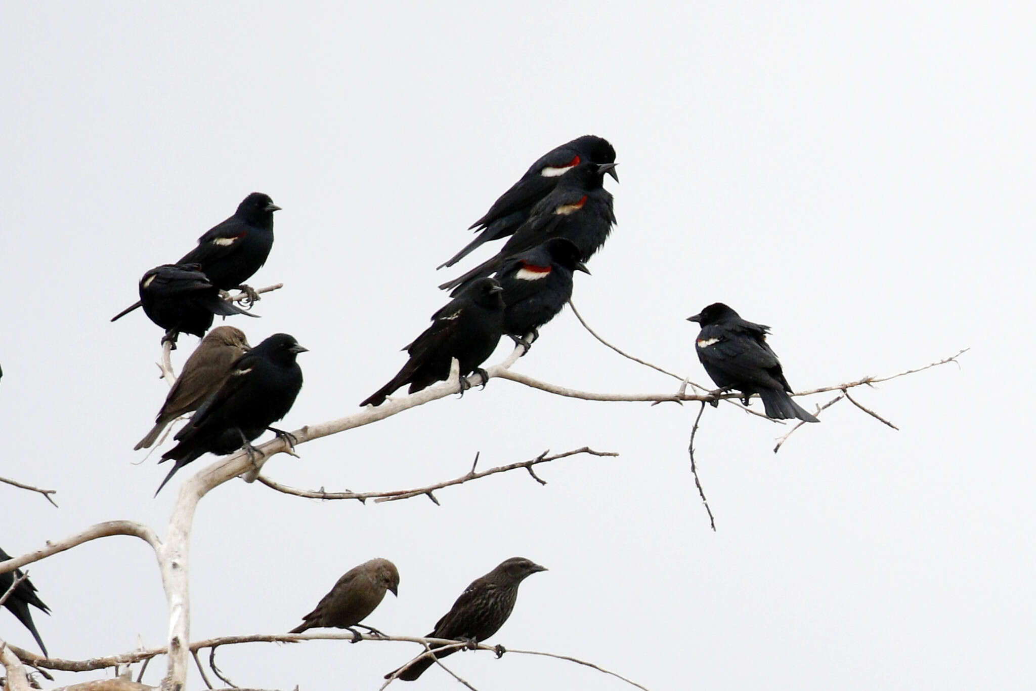 Image of Tricolored Blackbird