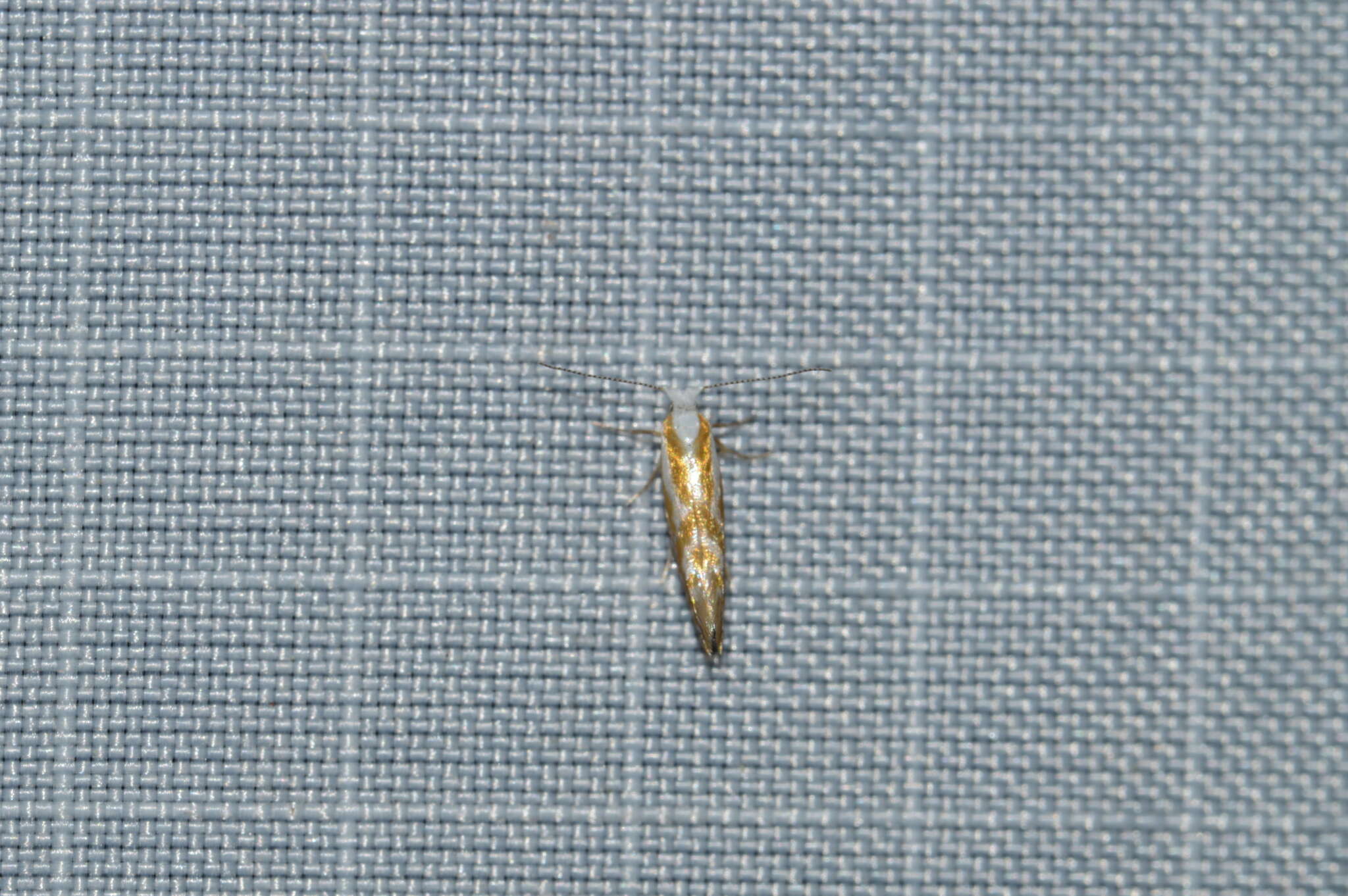 Image of Argyresthia canadensis Freeman 1972