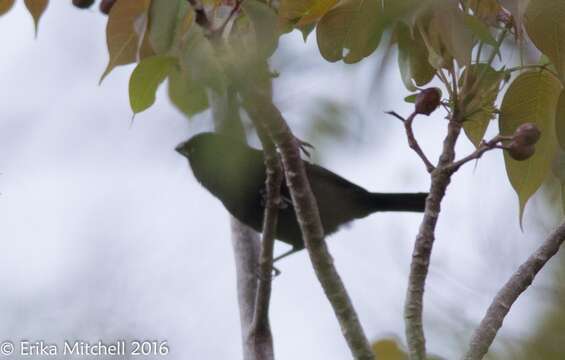 Image of Antillean bullfinches