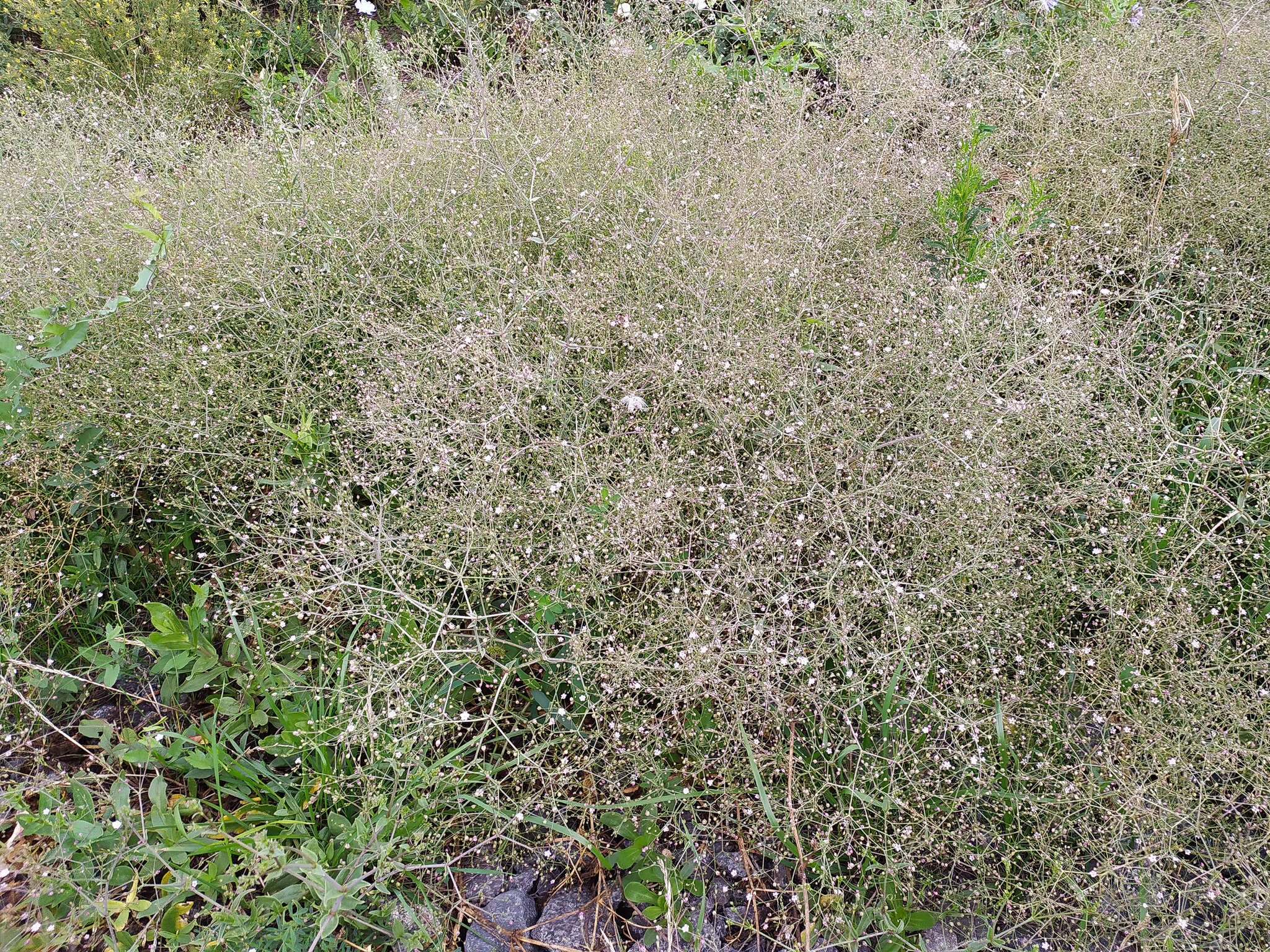 Слика од Gypsophila perfoliata L.