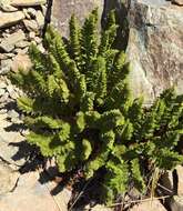 Image of Polystichum cystostegia (Hook.) Armstr.