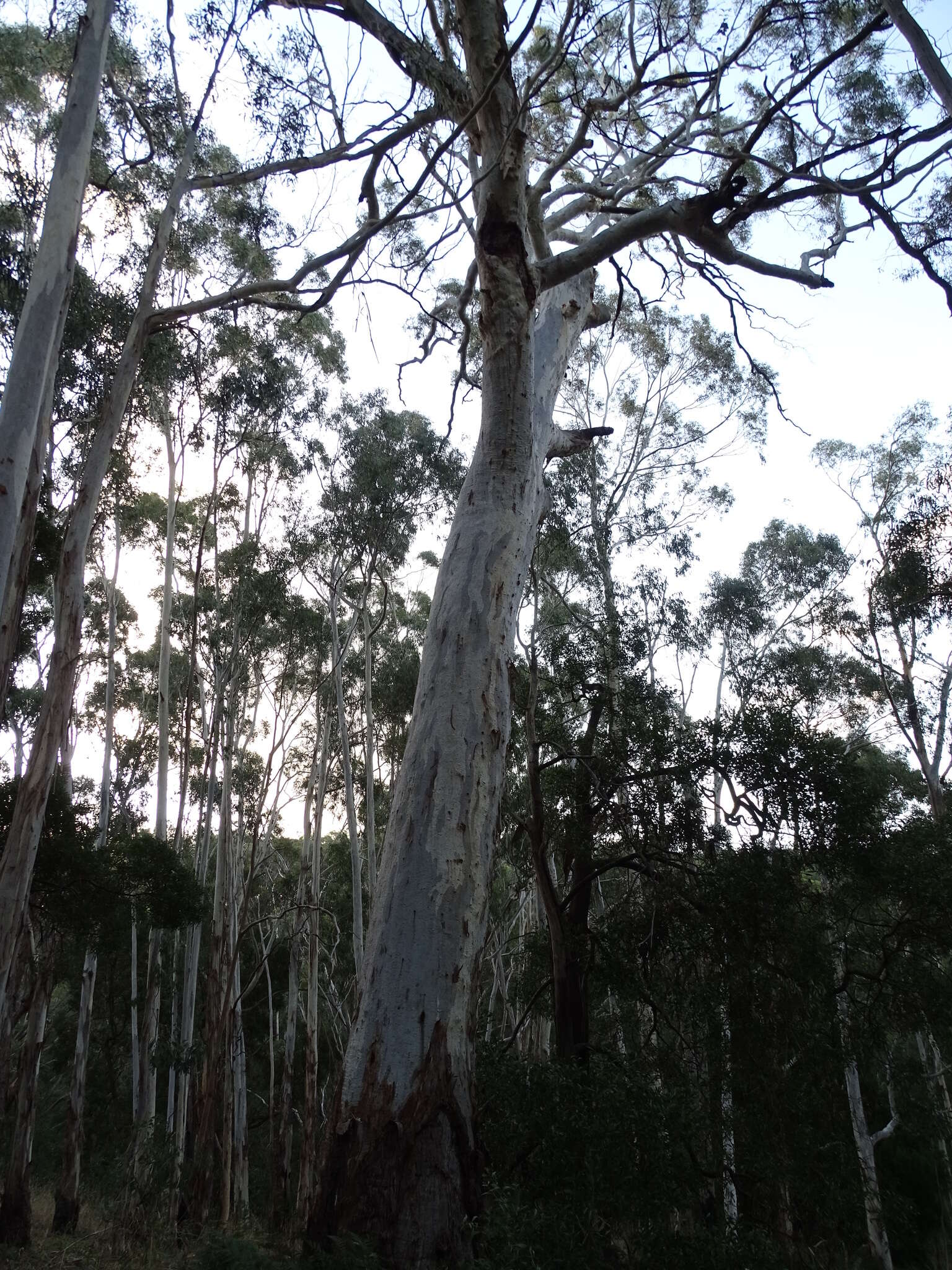 Image of White gum